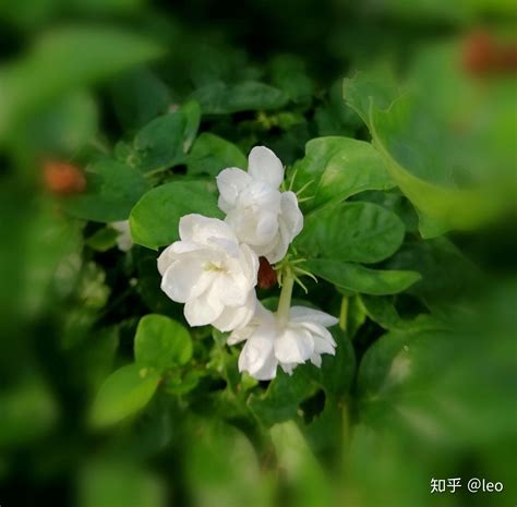 茉莉花 顏色|茉莉花有哪些颜色？